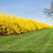 Forsythia, Lynwood Gold #3